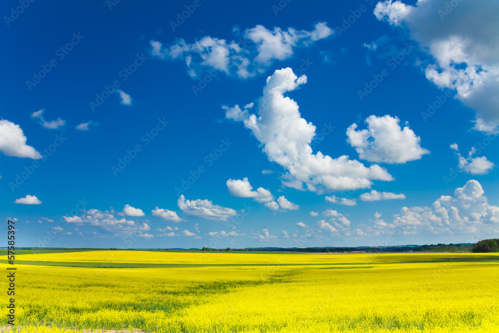黄色油菜田和云朵