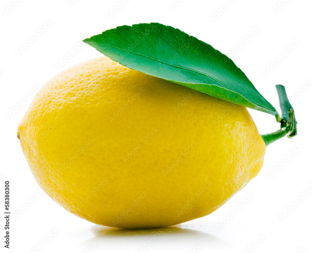 白底分离的新鲜柠檬叶