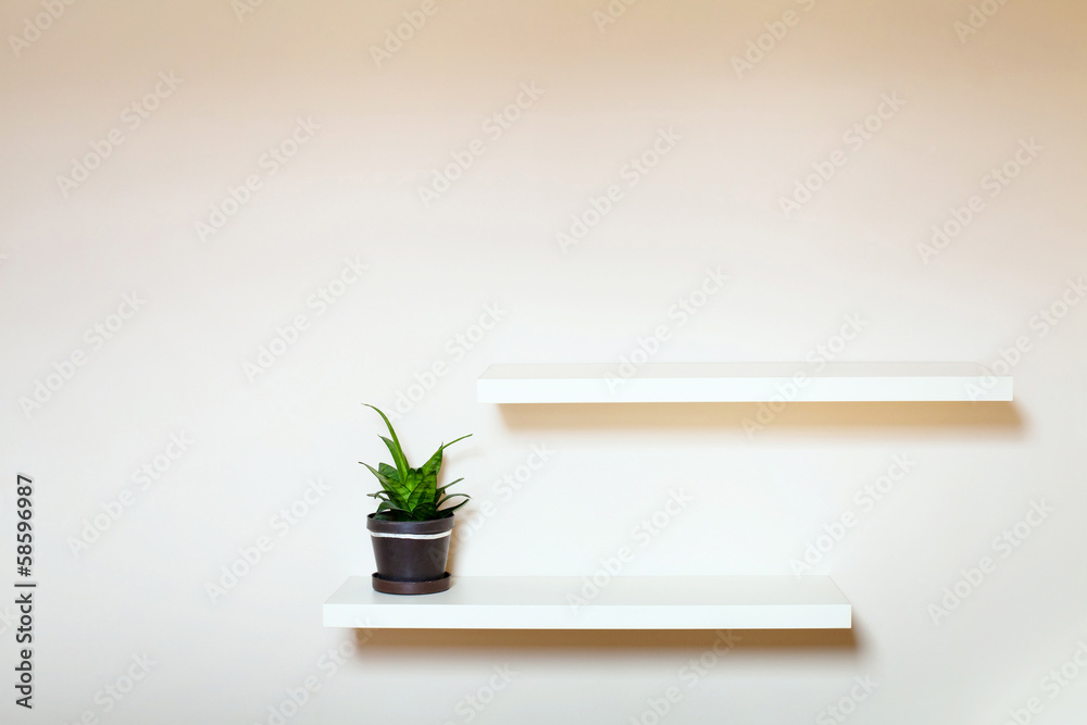 two shelves on the white wall and green plant in pot