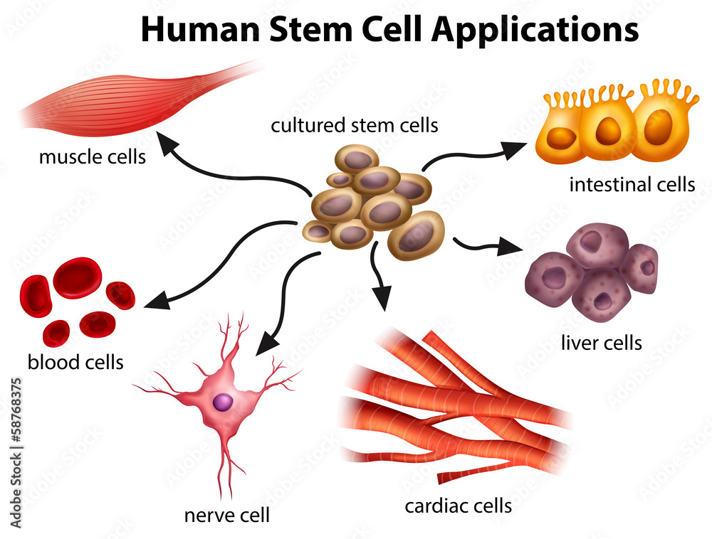 人类干细胞应用