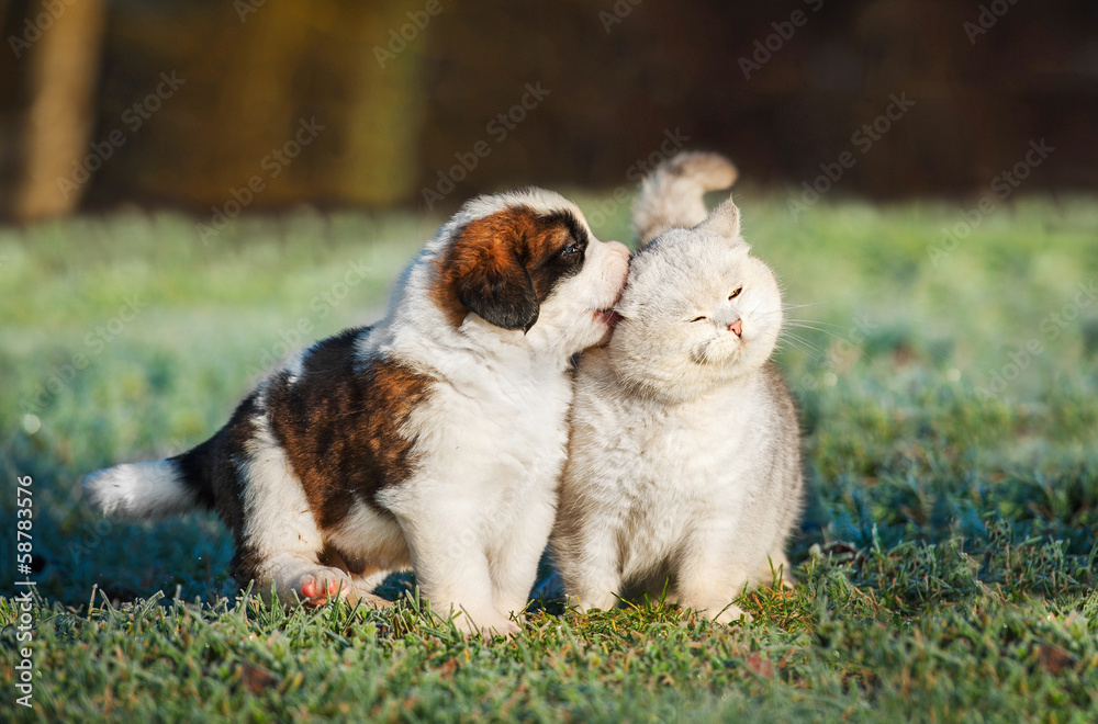 圣伯纳小狗与英国短毛猫玩耍