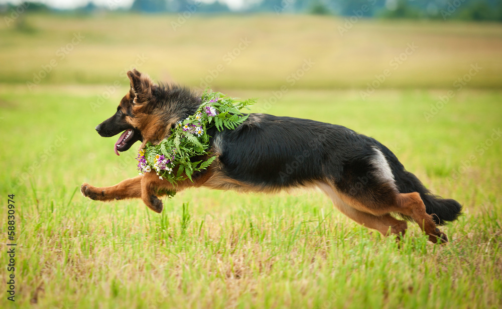 德国牧羊犬带着花环奔跑
