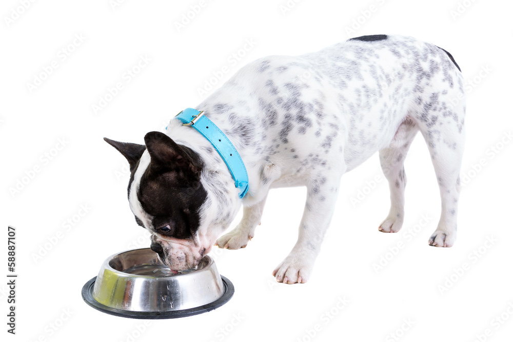 法国斗牛犬喝白碗里的水