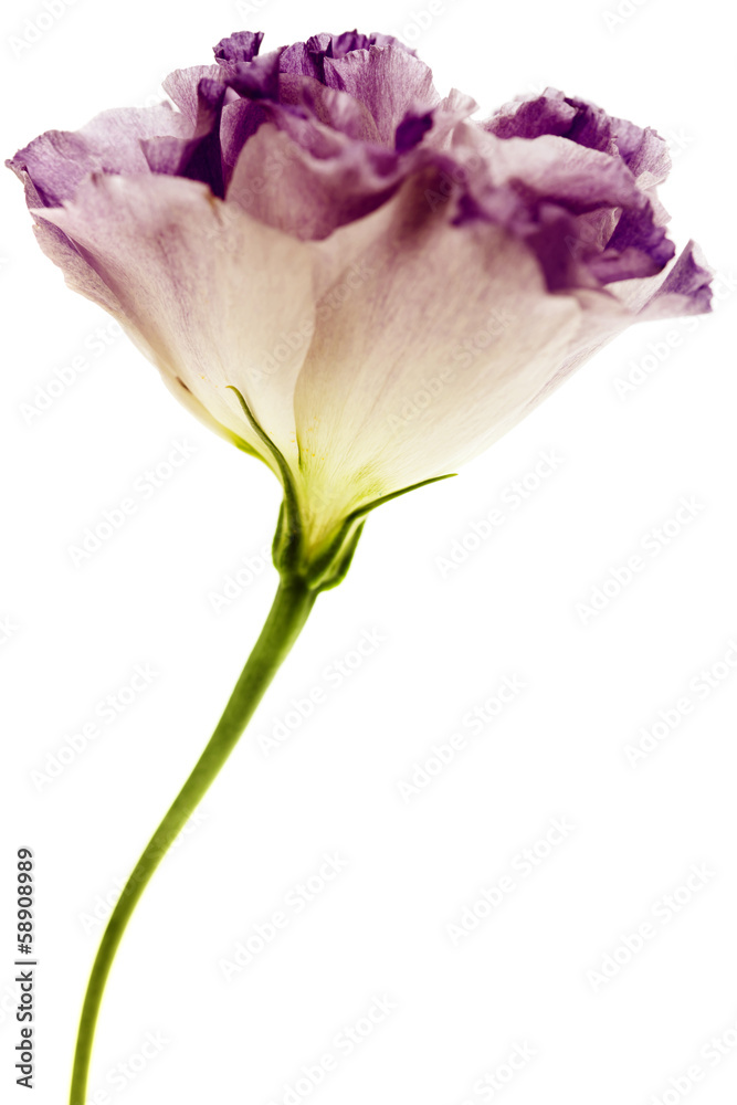 白色和紫色的桔梗花