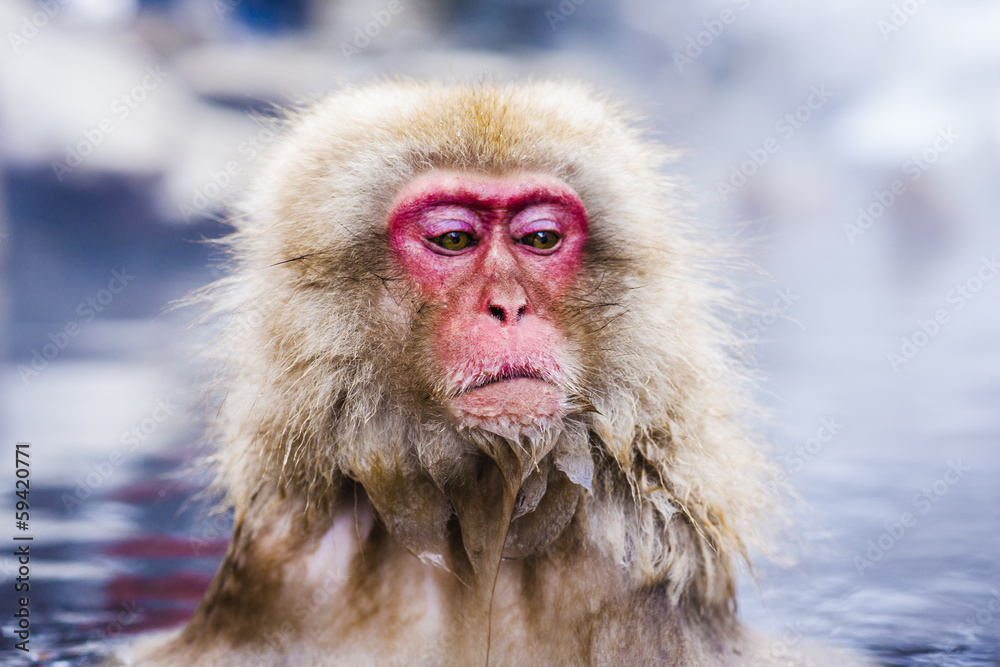 雪猴在日本长野温泉沐浴