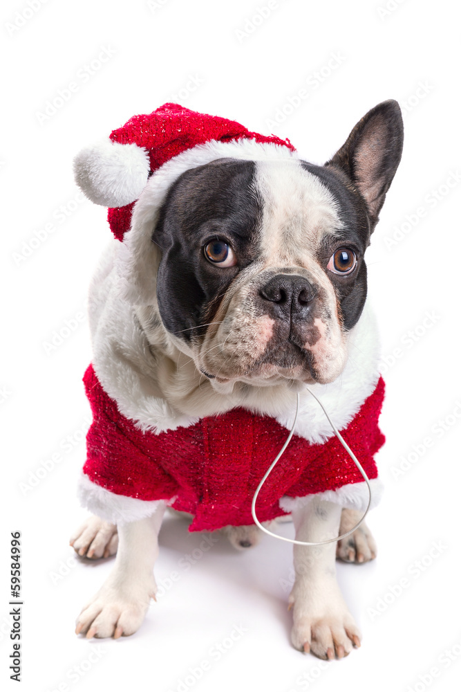 法国斗牛犬穿圣诞老人服装过圣诞节