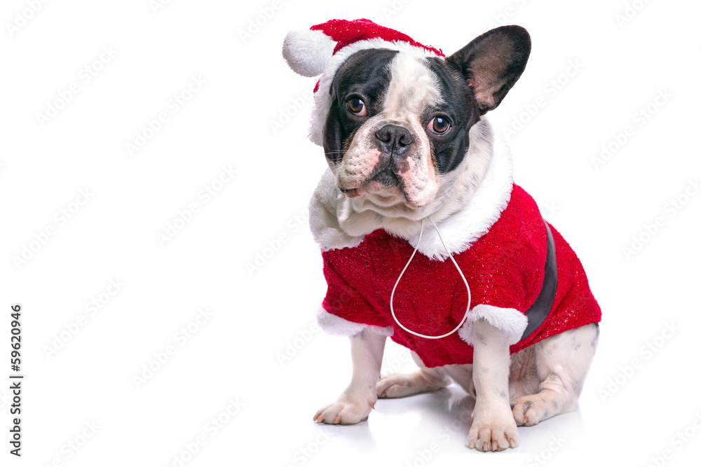 法国斗牛犬穿着圣诞老人的服装过圣诞节