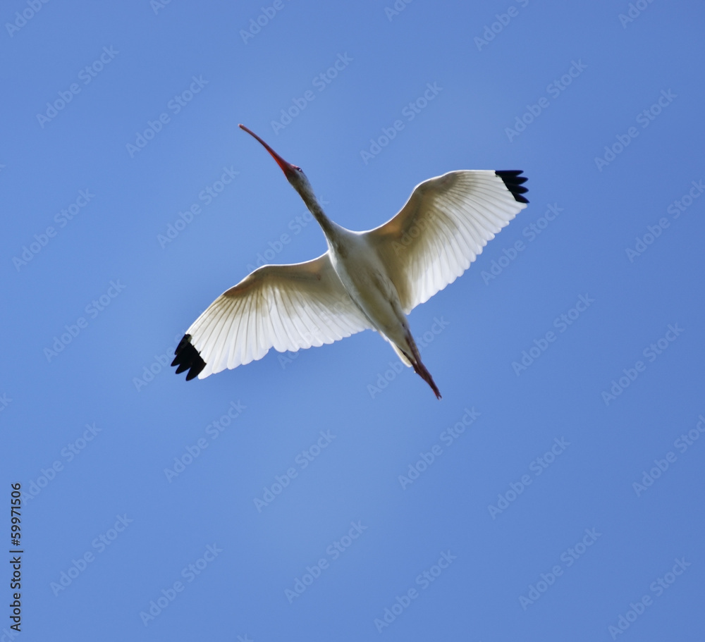 White Ibis In Flight