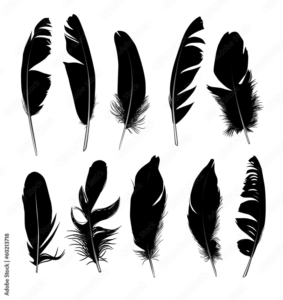 白色背景上的一组黑色孤立羽毛