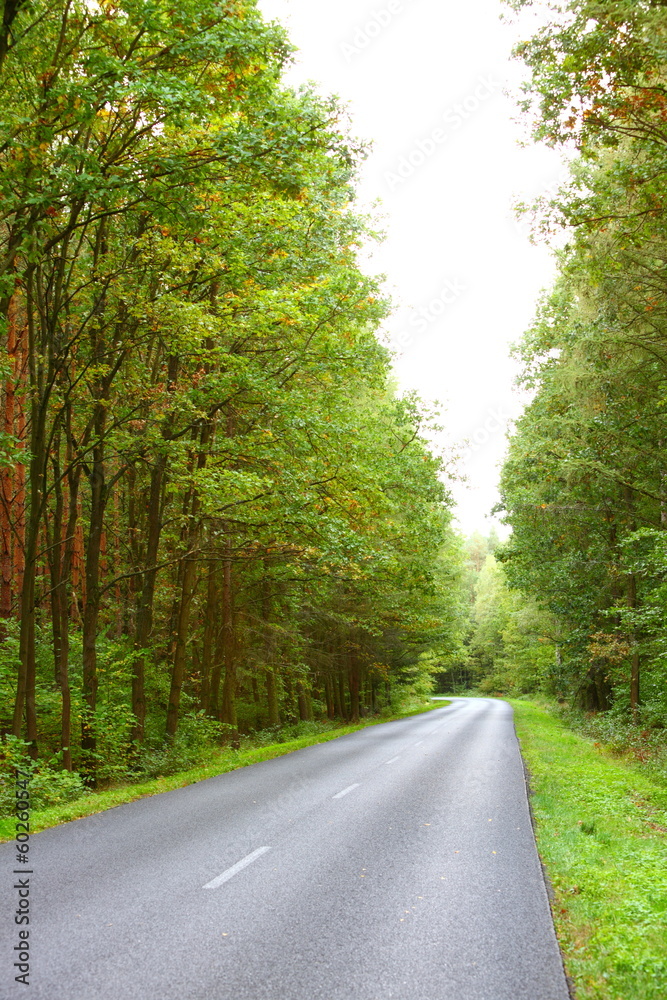 波兰初秋森林中的柏油路景观