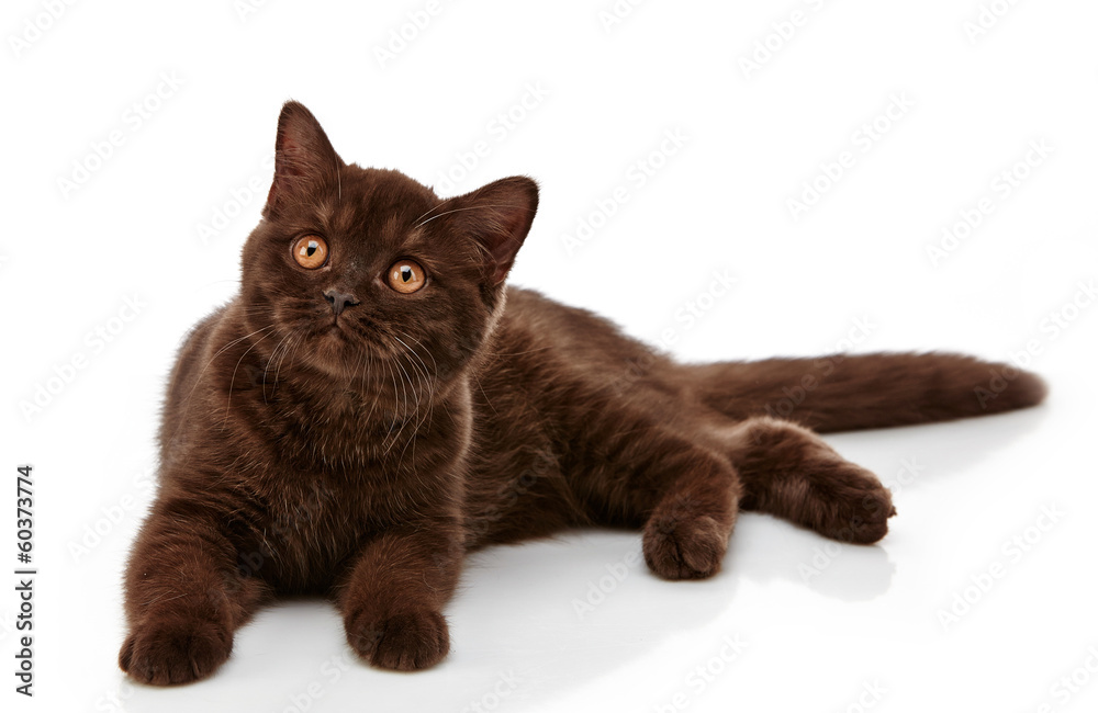 棕色英国短发小猫，3个月大