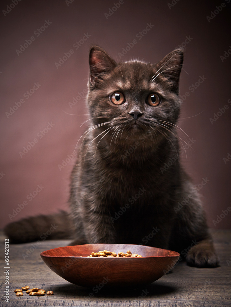 棕色小猫和猫粮