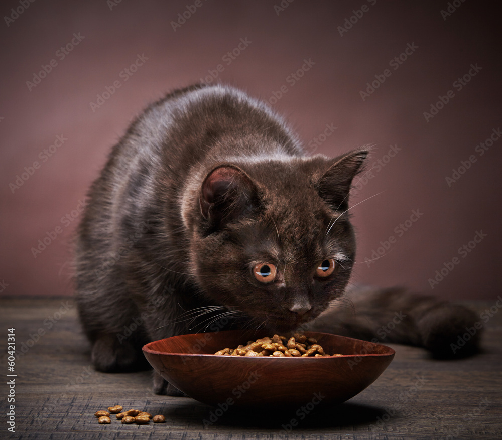 棕色小猫和猫粮