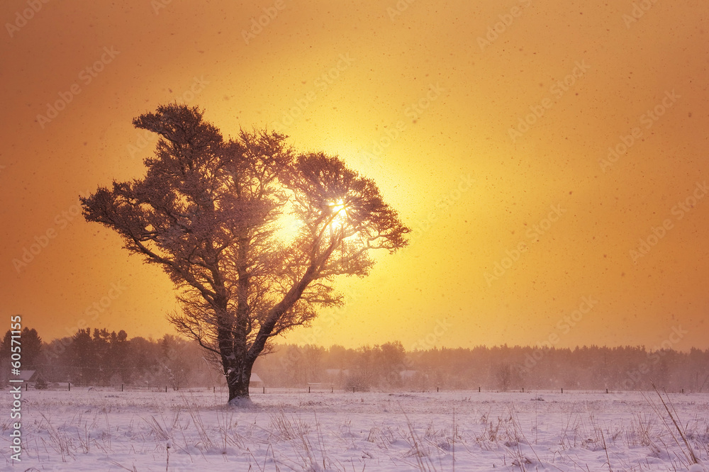 清晨降雪中的孤树