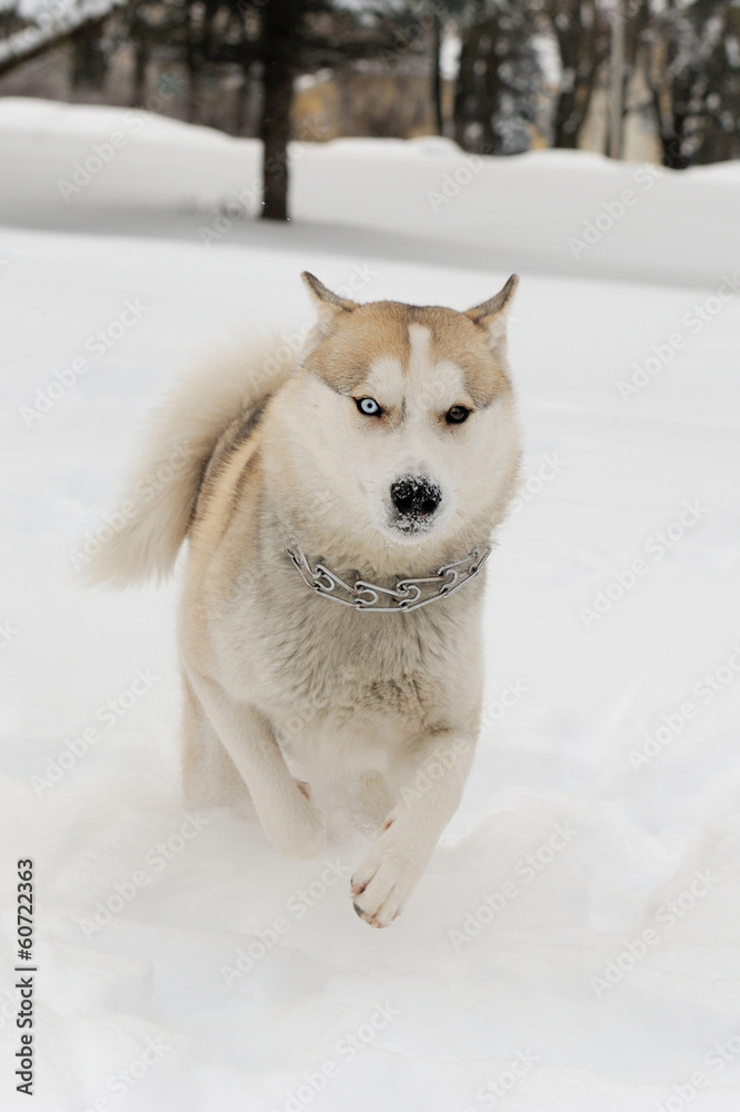 西伯利亚哈士奇犬