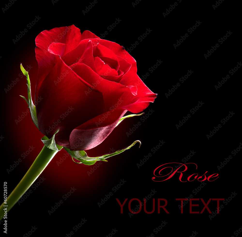 黑色隔离的红玫瑰花。情人节