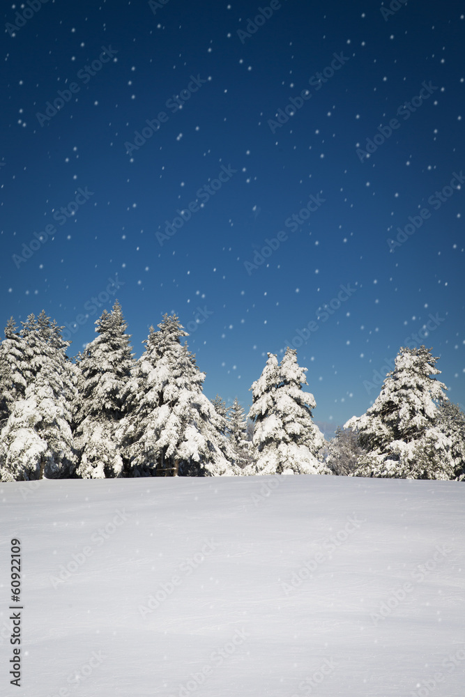 美丽的冬季景象，森林、新鲜的雪和雪花