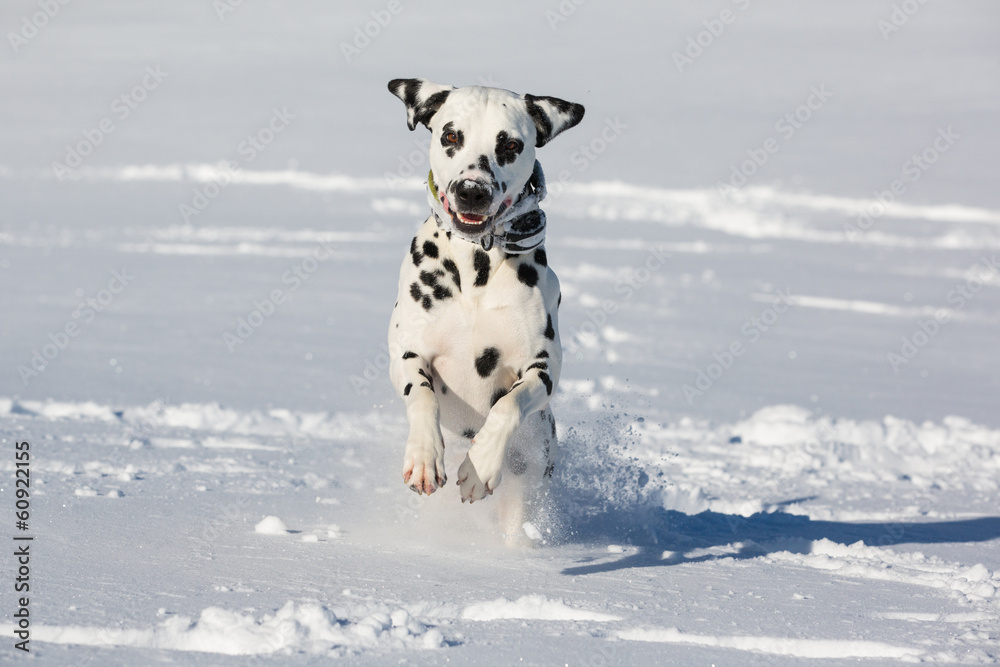 达尔马提亚犬在雪地里奔跑和跳跃