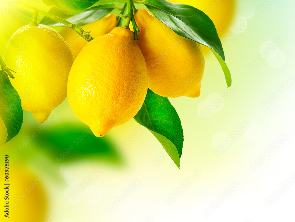 柠檬。成熟的柠檬挂在柠檬树上。正在生长的柠檬