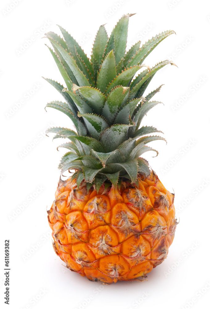 Baby Pineapple