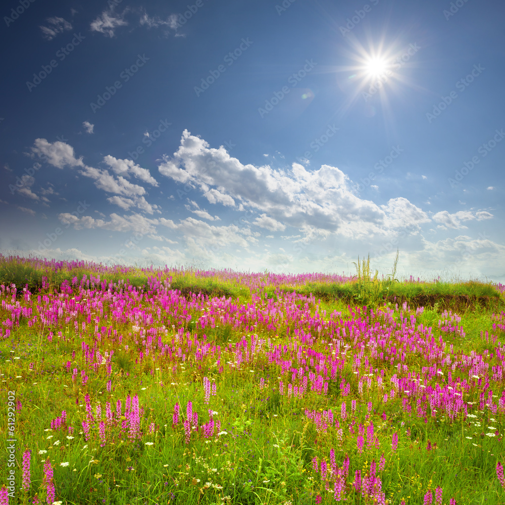 绿色田野，粉色野花，蓝天白云