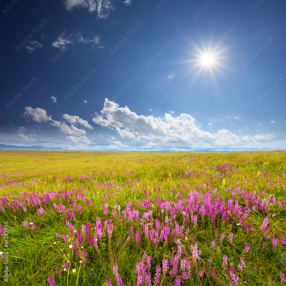 绿色田野，粉色野花，蓝天白云