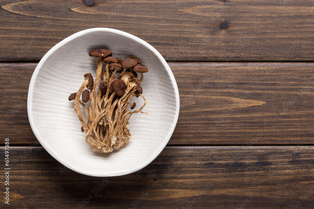 褐茶树蘑菇