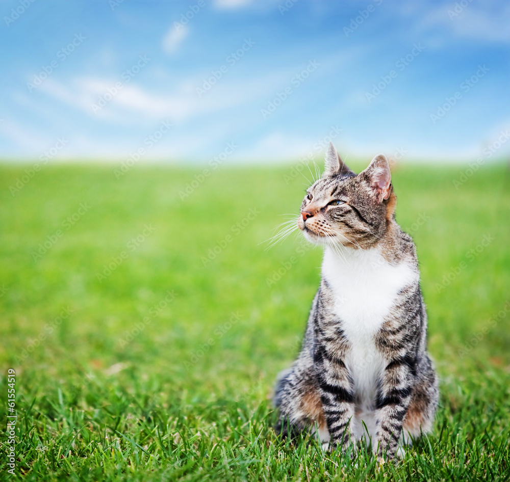 阳光明媚，可爱的猫坐在绿色的春草上