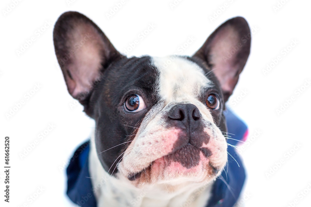 身穿白色冬季夹克的法国斗牛犬肖像