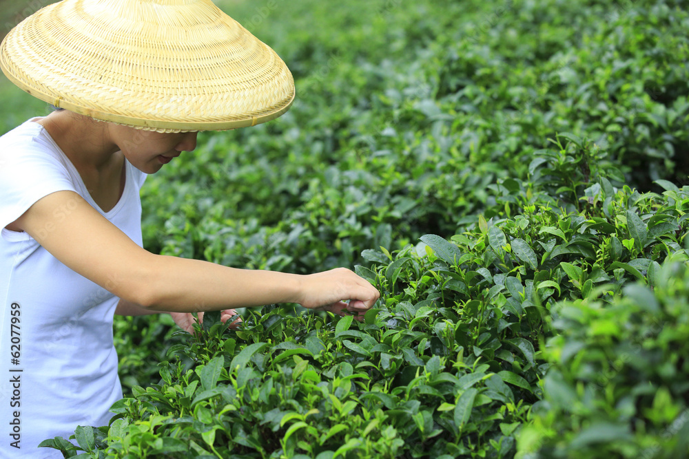 woman picking tea leaves 