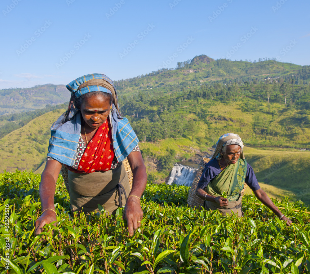 斯里兰卡妇女采摘茶叶