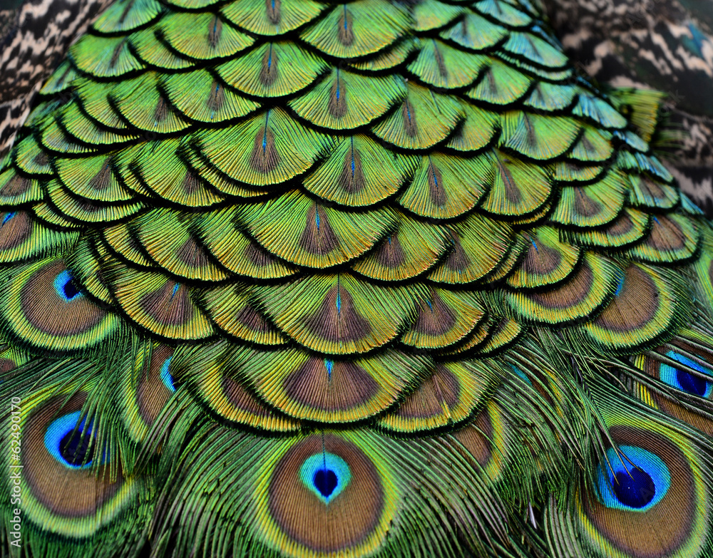 Close up of Peacock bird feathers with sharp in details
