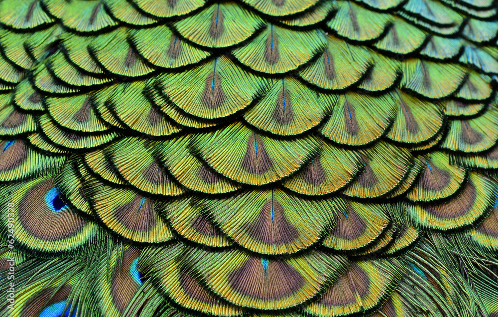 孔雀羽毛的色彩在设计和质感上都很明亮