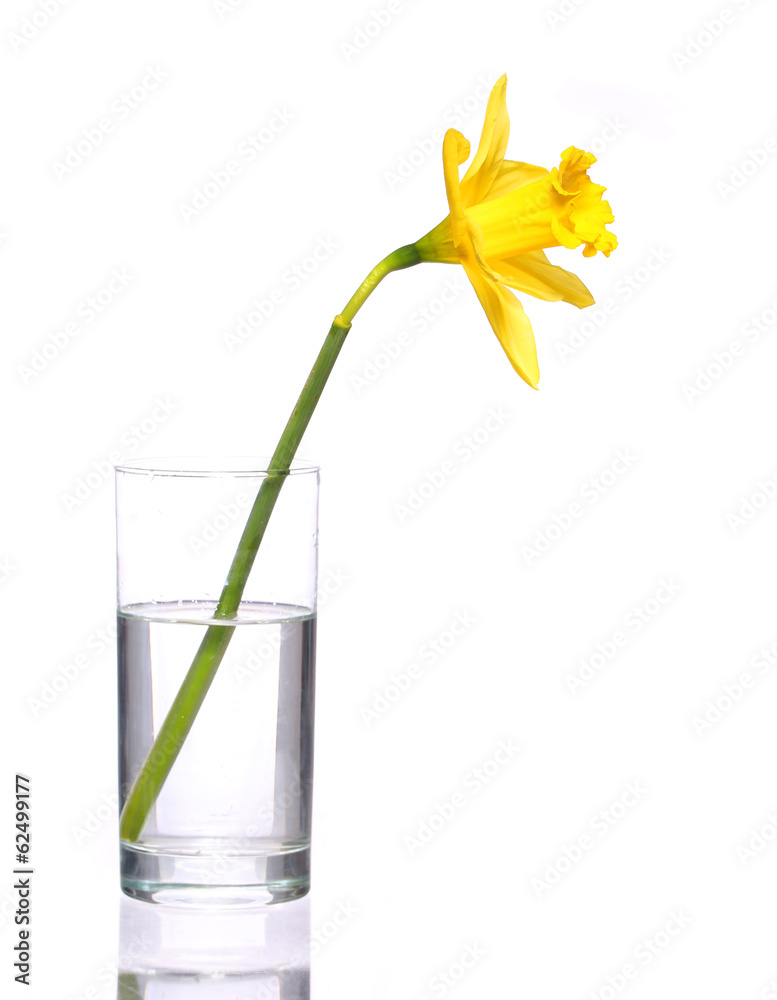 透明花瓶里的黄色水仙，隔离