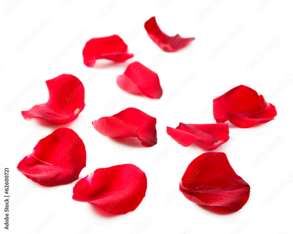 美丽的红色玫瑰花瓣，孤立在白色上