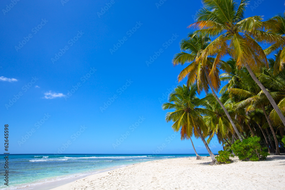 热带岛屿天堂般的棕榈白沙滩