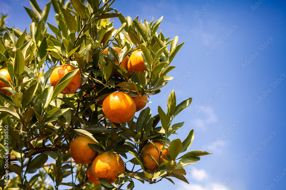 植物上的新鲜橙子，桔子树