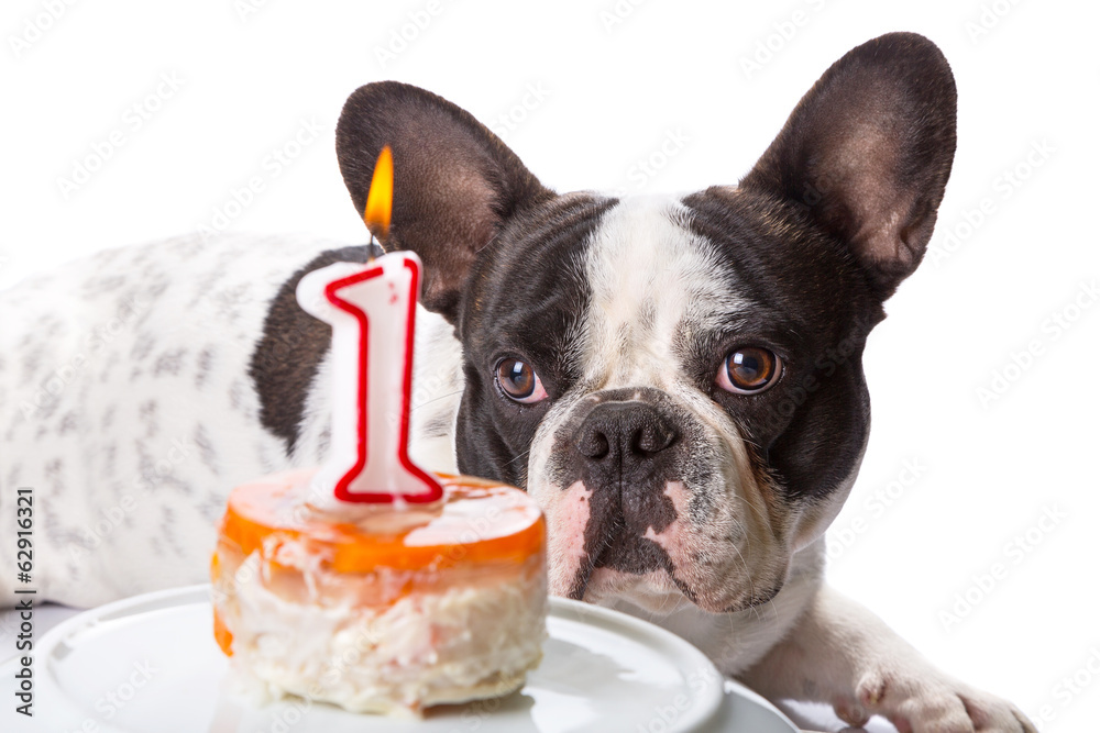 法国斗牛犬一岁生日吃狗狗蛋糕