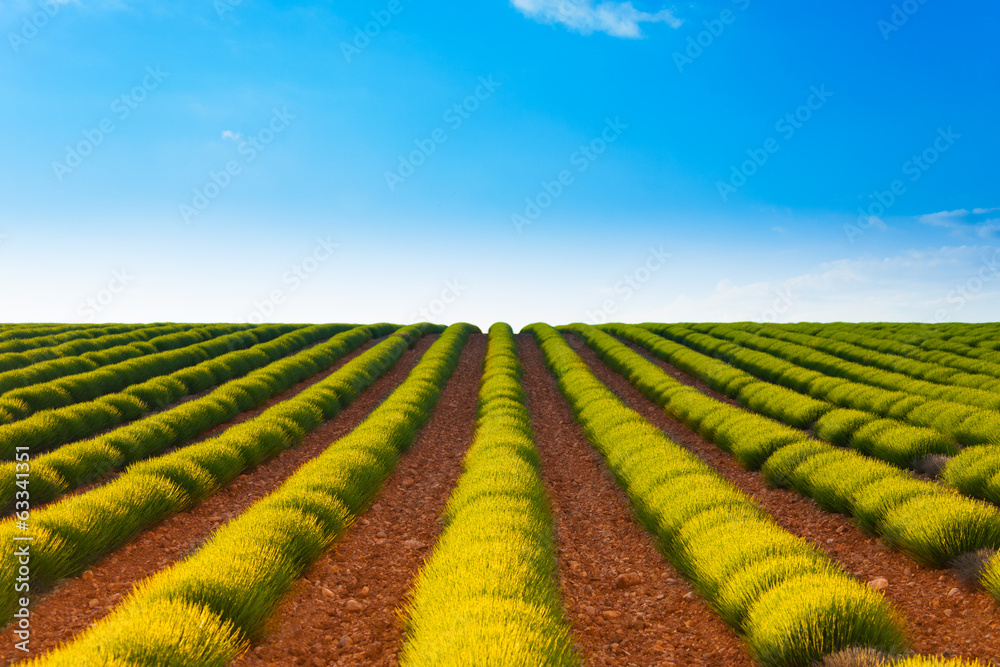 Agricultural landscape of lavender fields