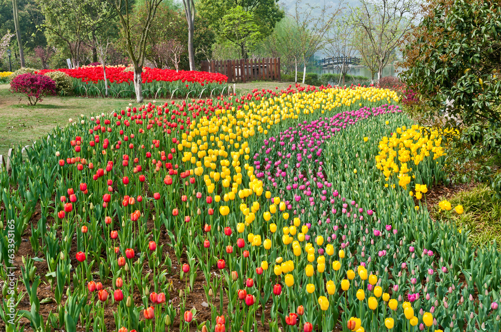 beautiful tulips field in spring