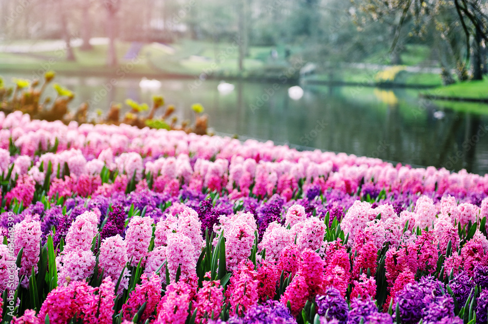 荷兰Keukenhof花园里的粉红色风信子