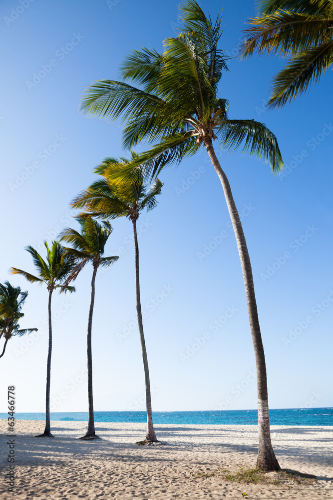 宁静海滩的棕榈树