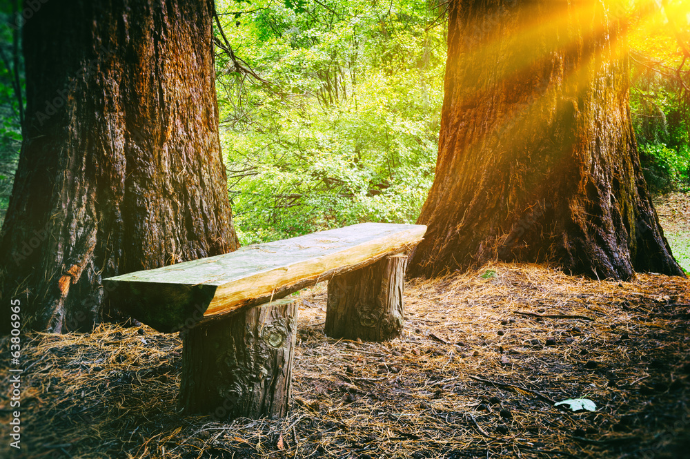 夏日森林中的木长椅