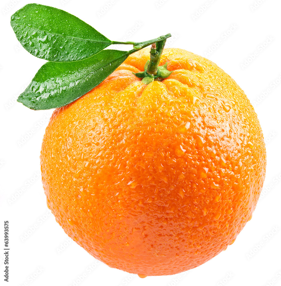 橙色，叶子被隔离在白色背景上。