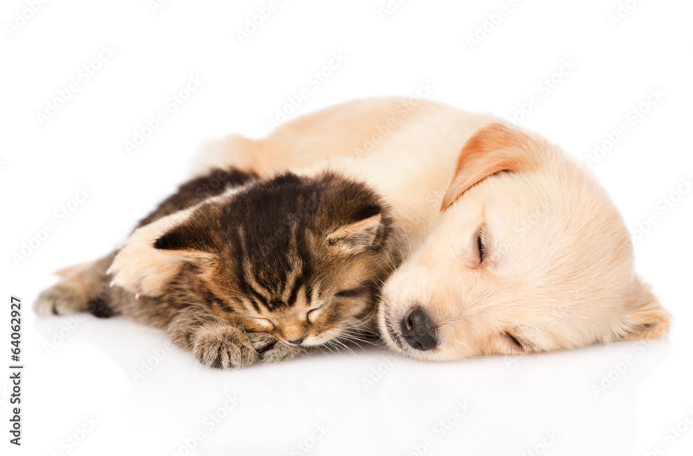 金毛寻回犬幼犬与英国小猫睡觉。隔离