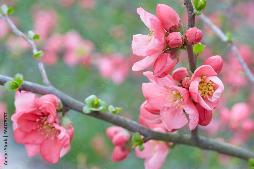 嫩枝上的春天粉色花朵