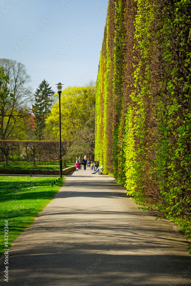 绿色春天公园里美丽的小巷