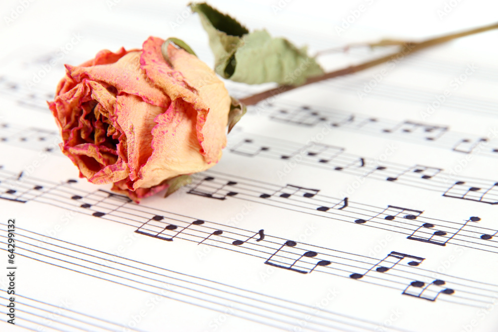 音乐书上的干玫瑰花，特写