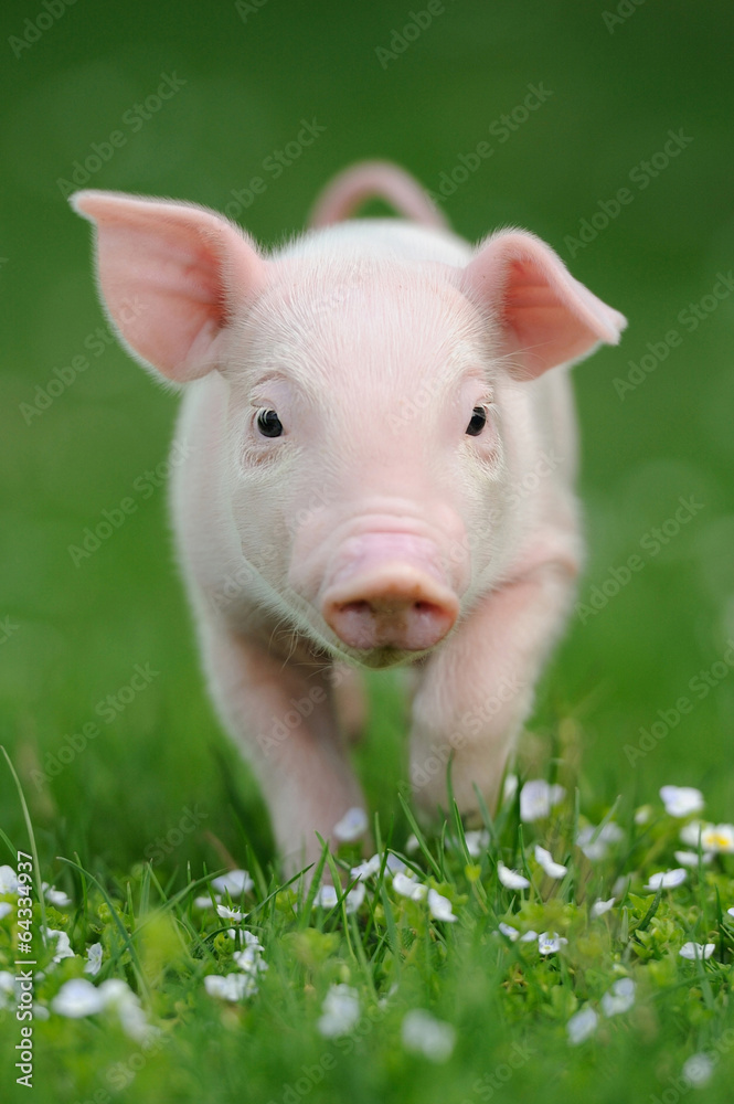 绿草上的小猪
