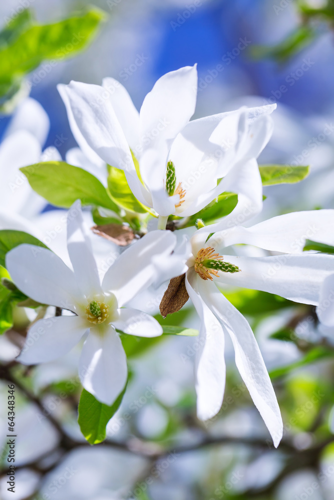 Beautiful blossoming magnolia tree in the spring time